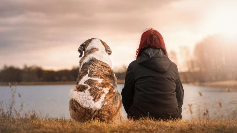 Os nossos cães vão sofrer com o fim da pandemia! Os nossos animais são muito ligados a nós afetivamente e a nossa presença os deixam muito felizes, e para eles, quanto mais tempo ficamos em casa, melhor.