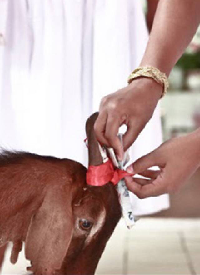 É realmente necessário sacrificar um animal para um ritual religioso?