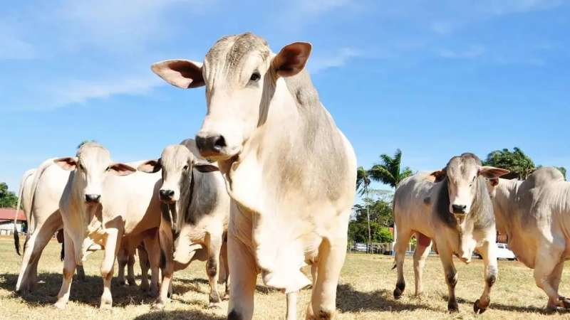 O que é a doença da “vaca louca”? Caso suspeito está sob investigação no Brasil Doença pode comprometer a capacidade cerebral e causar estado vegetativo em seres humanos