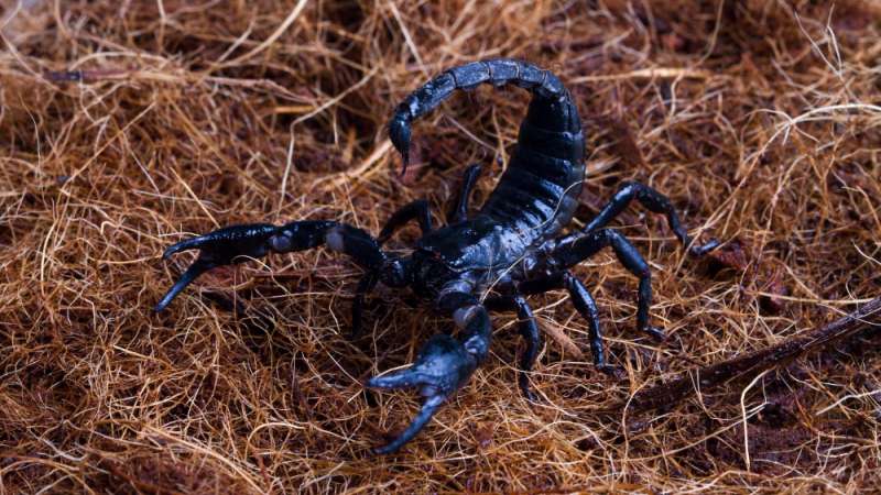 Riscos neurológicos da picada de escorpião; especialista explica Você conhece os riscos da picada do escorpião? Para além da dor e dos sintomas que já são bastante conhecidos, como coceira e até febre, a picada desse animal tem riscos ainda mais sérios.
De